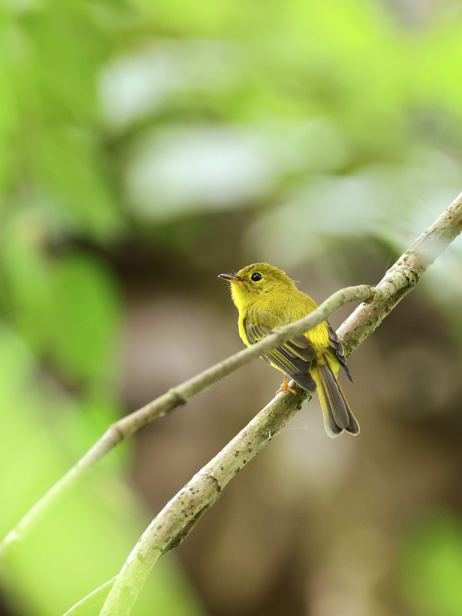 Citrine Canary-Flycatcher - ML647236803