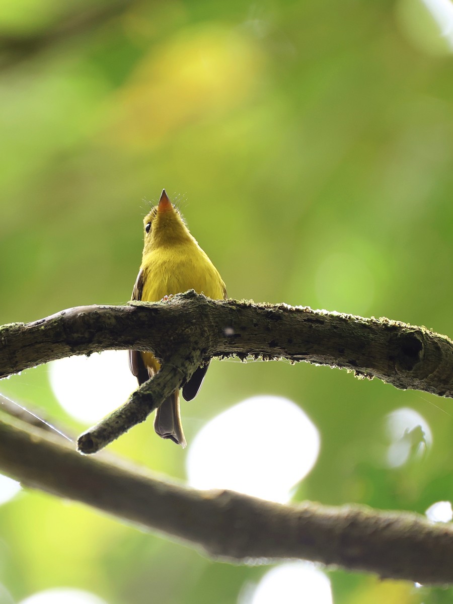 Citrine Canary-Flycatcher - ML647236804