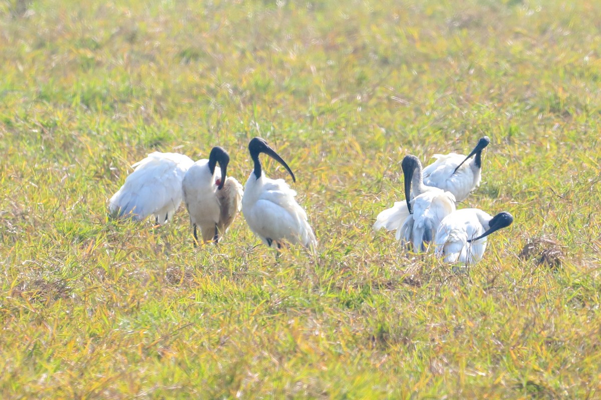 Black-headed Ibis - ML647236810