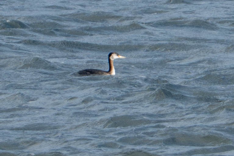 potápka rudokrká - ML647236811