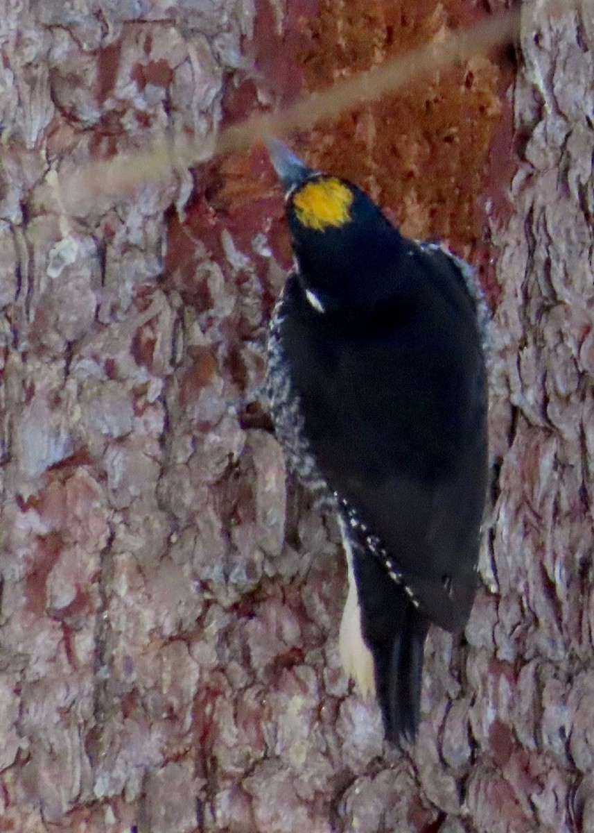 Black-backed Woodpecker - ML647236819
