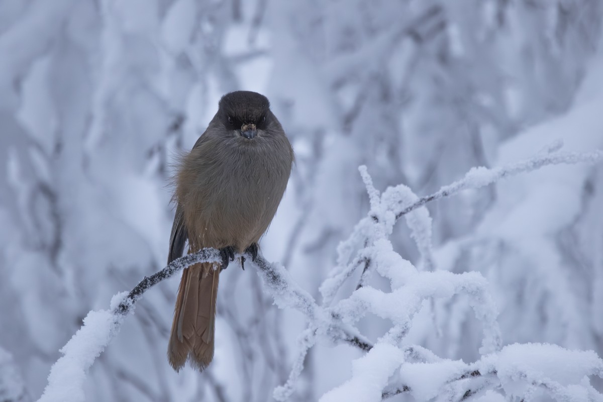 Кукша тайгова - ML647236821