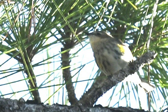 Yellow-rumped Warbler (Myrtle) - ML647236825