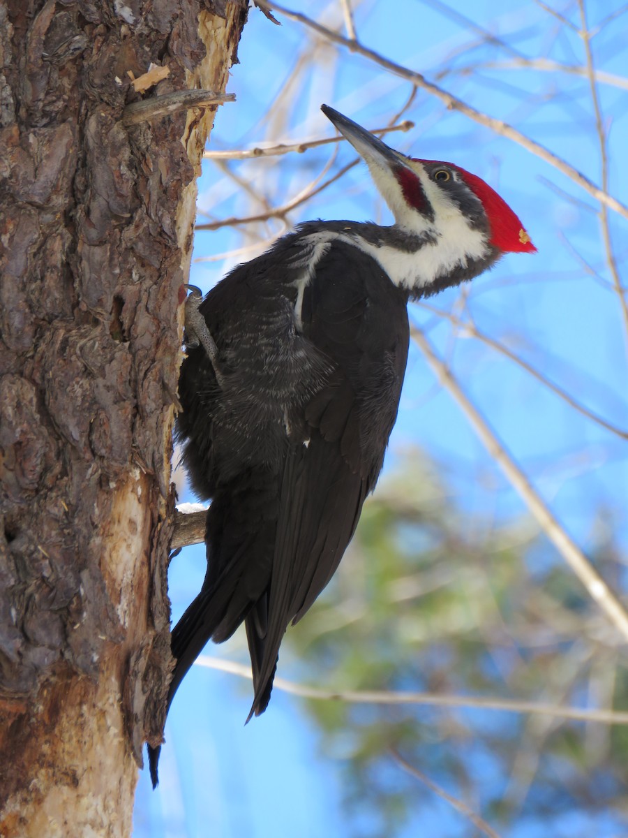 Жовна північна - ML647236831