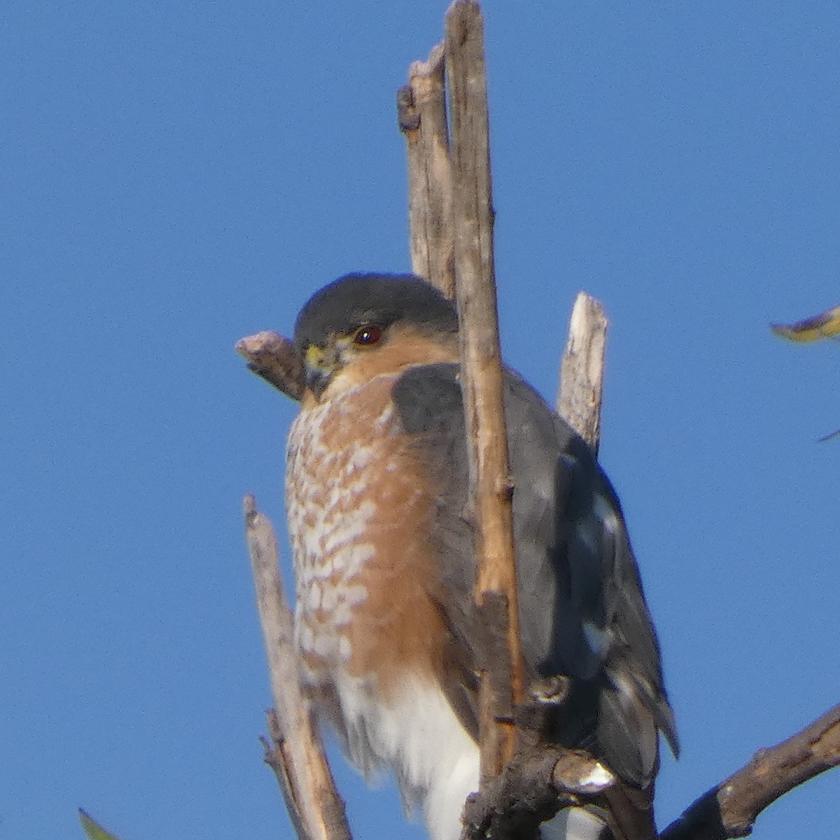 Яструб неоарктичний - ML647236832