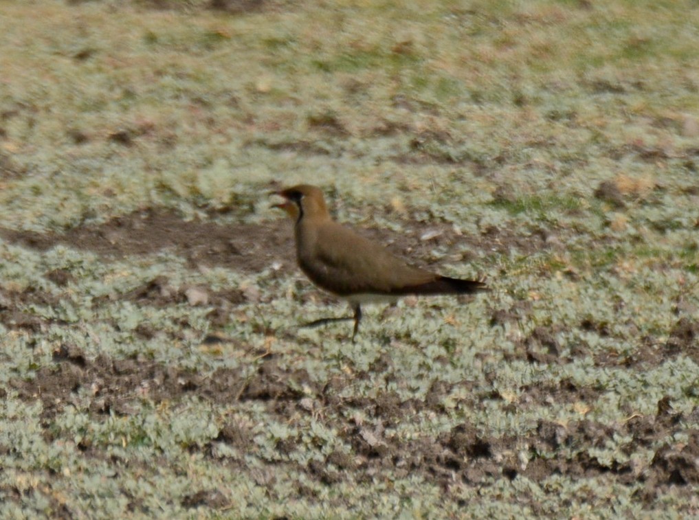 Дерихвіст забайкальський - ML647236833