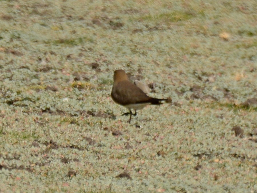 Дерихвіст забайкальський - ML647236834