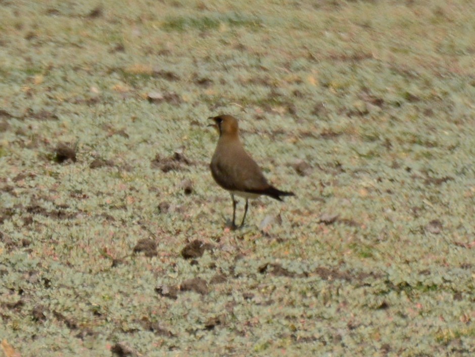 Дерихвіст забайкальський - ML647236835