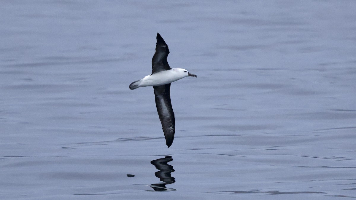 Альбатрос чорнобровий - ML647236838