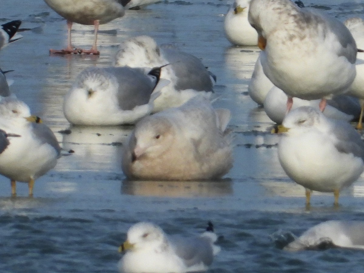 Мартин полярний - ML647236841