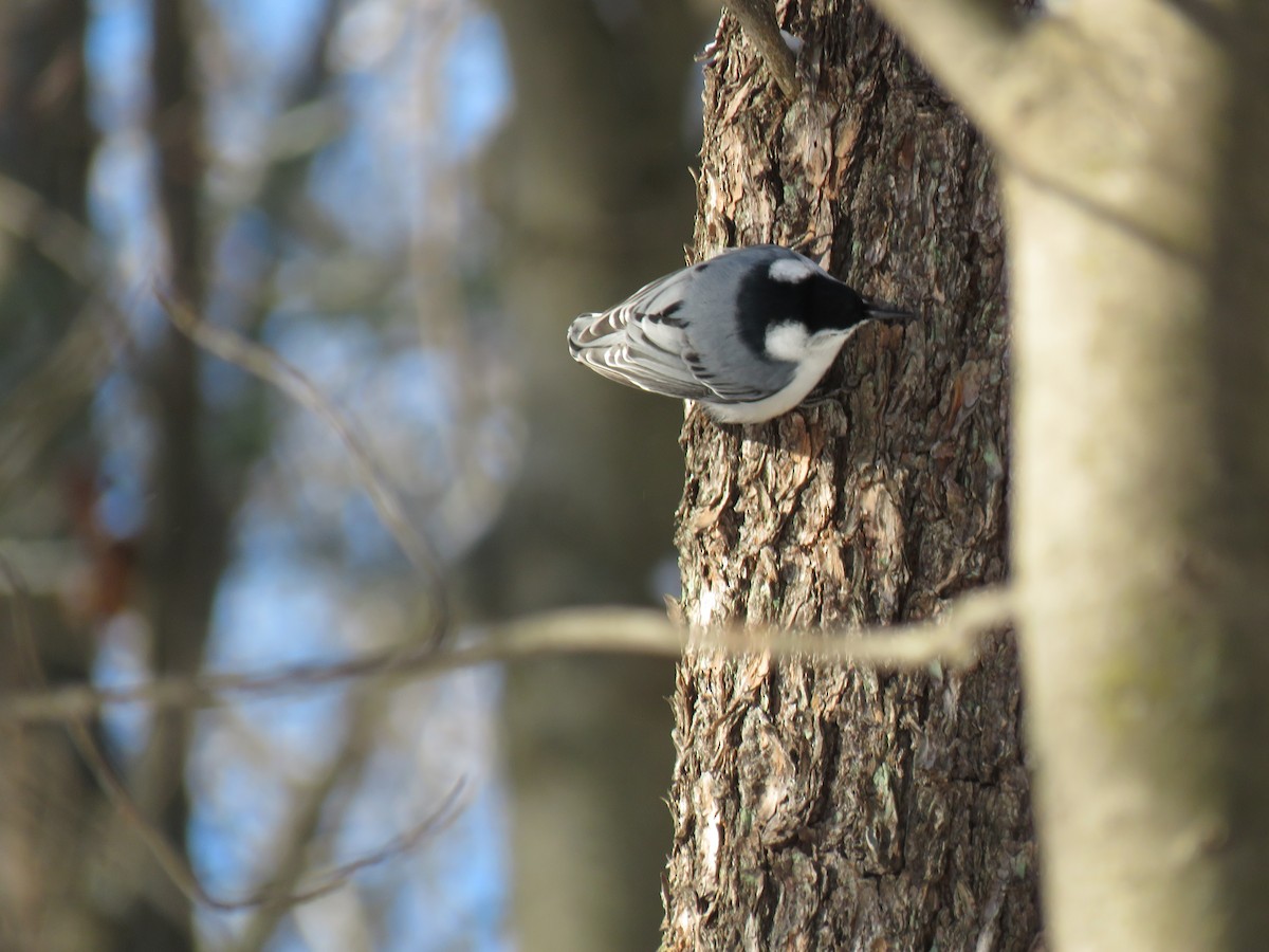 Повзик каролінський - ML647236842