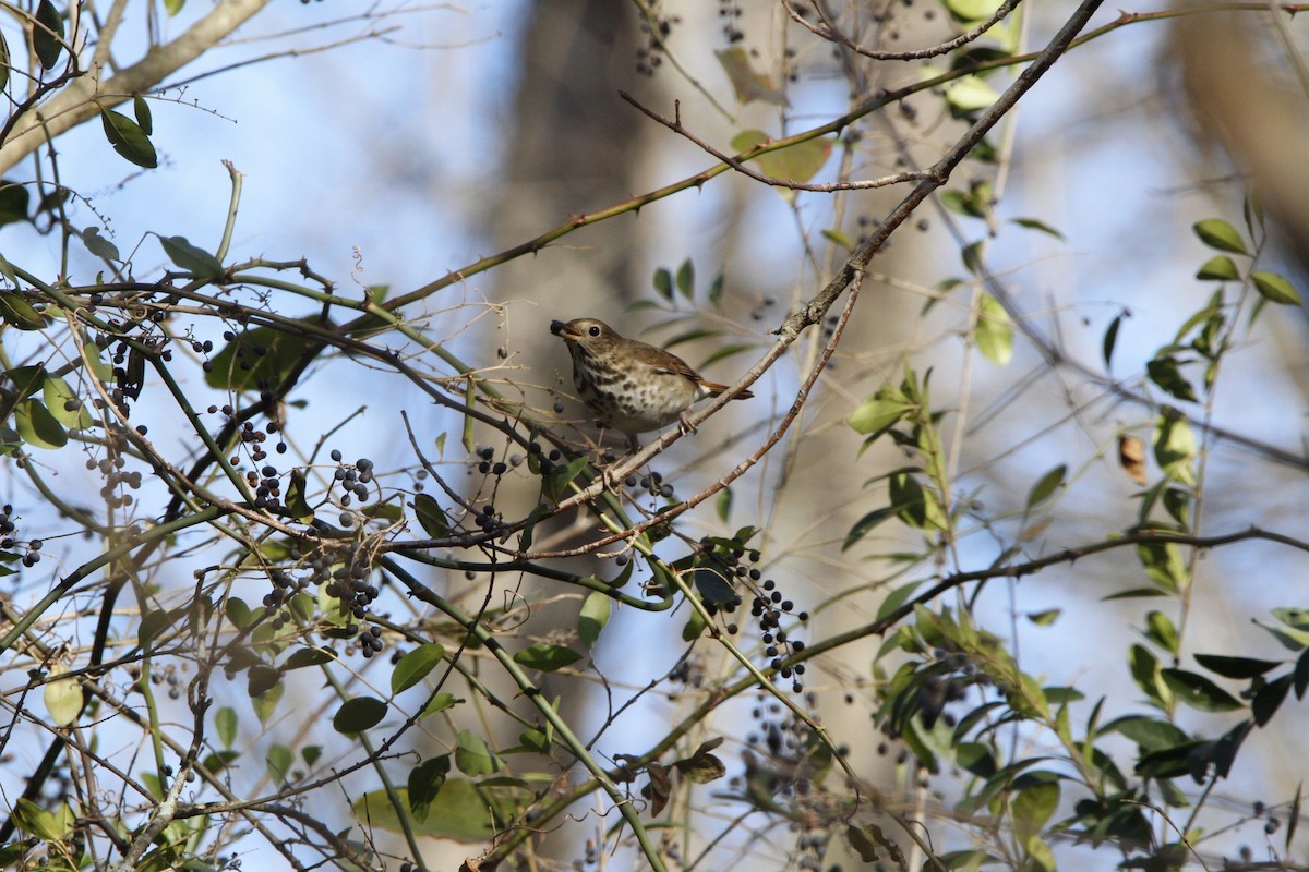 Дрізд-короткодзьоб плямистоволий - ML647236845