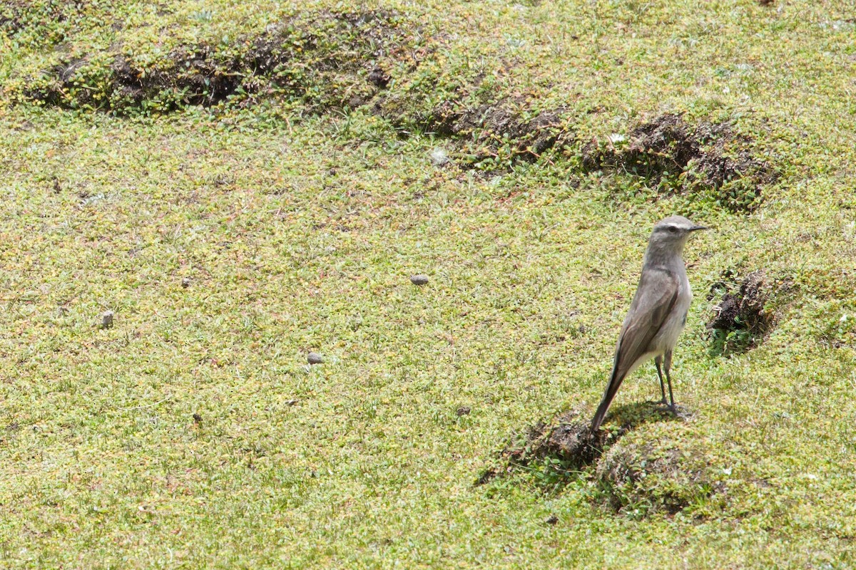 Дормілон рудоголовий - ML647236846