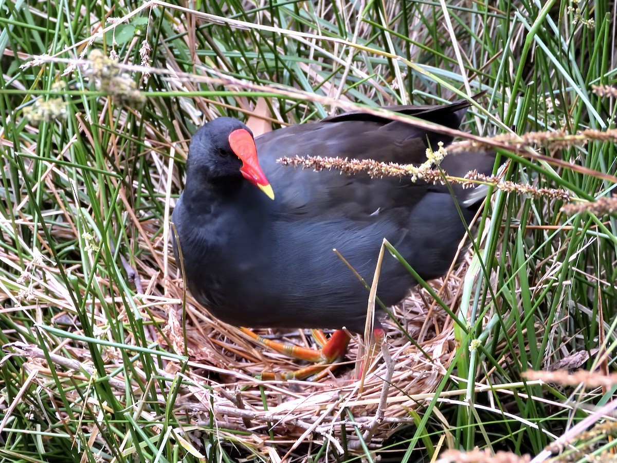 Курочка чорна - ML647236848