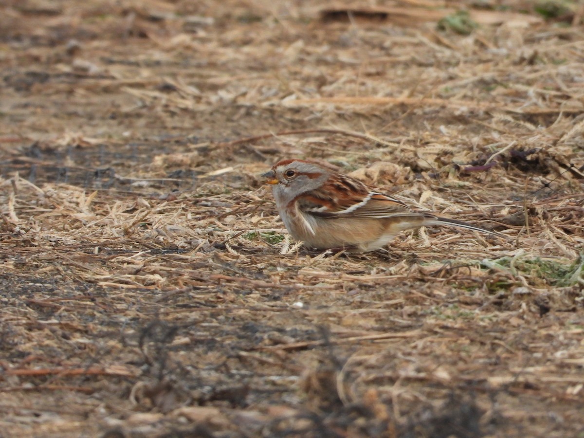 Пасовник північний - ML647236850