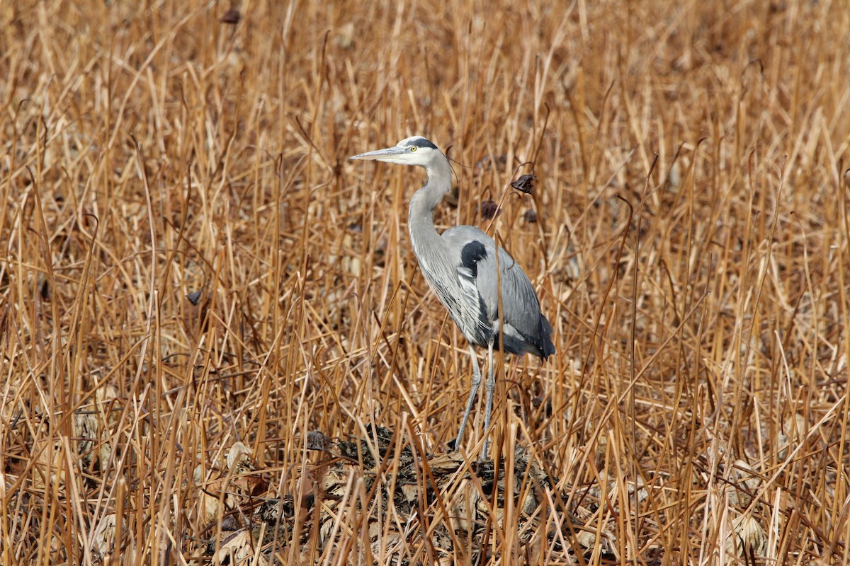 Чапля північна - ML647236851