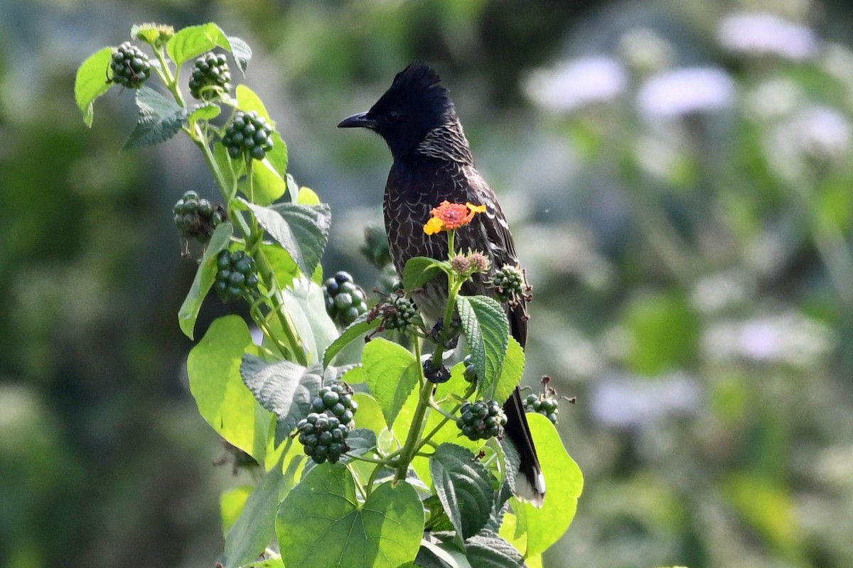 Бюльбюль червоногузий - ML647236852