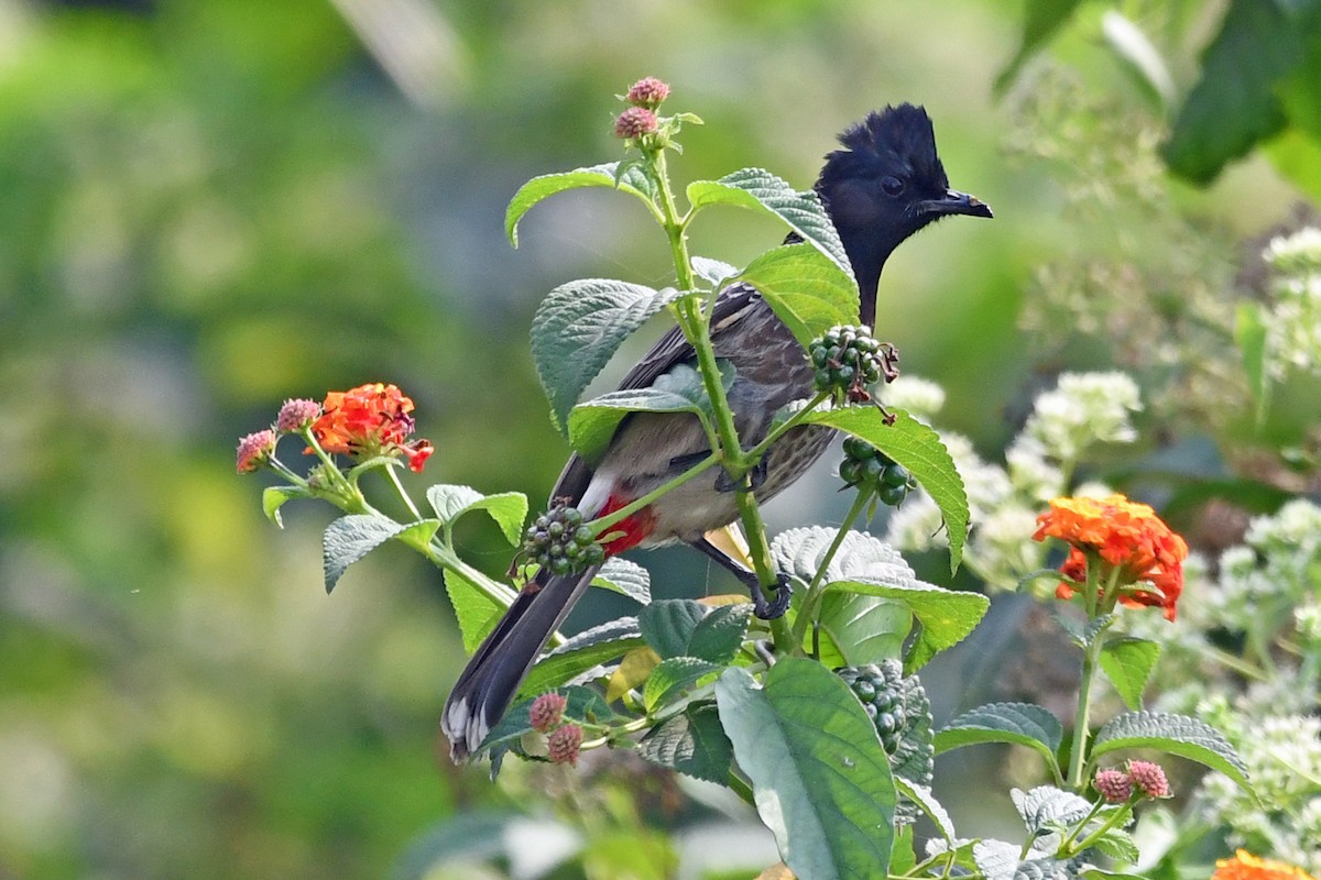 Бюльбюль червоногузий - ML647236853