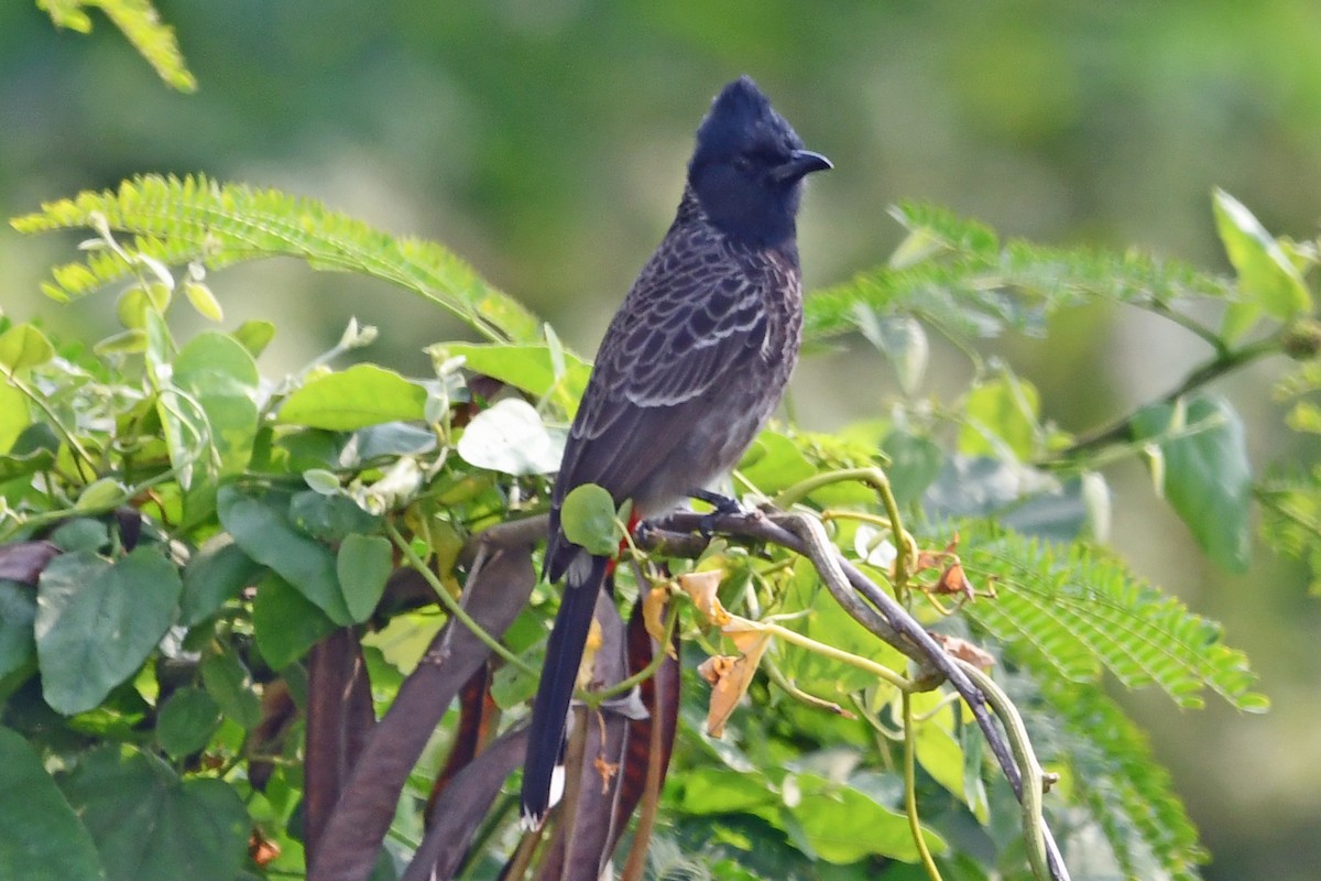 Бюльбюль червоногузий - ML647236854