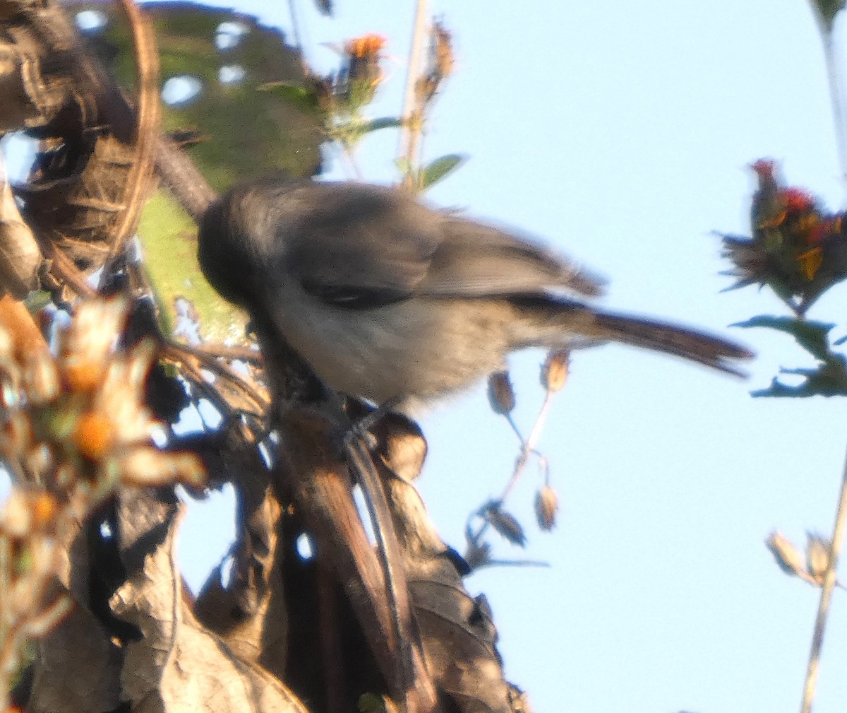 Ремез американський - ML647236855