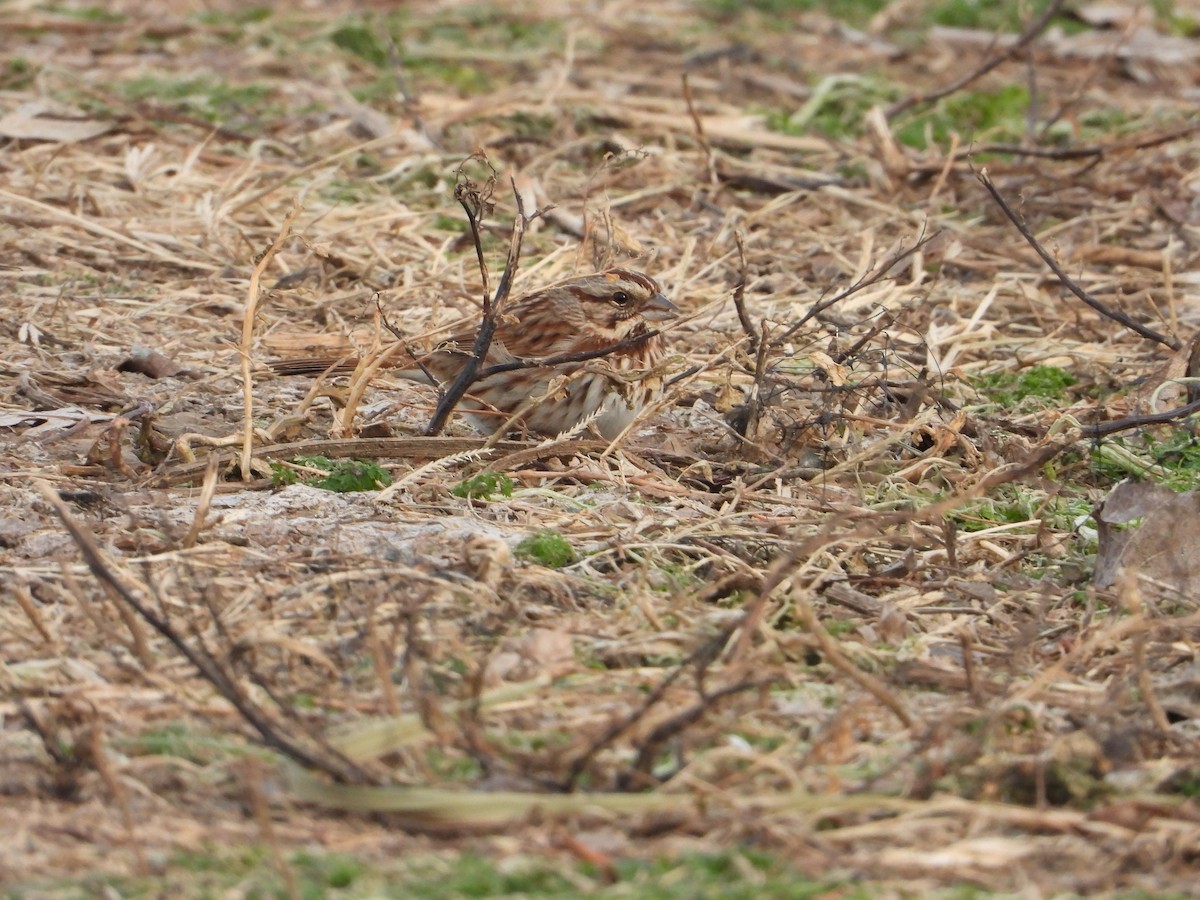 Пасовка співоча - ML647236858