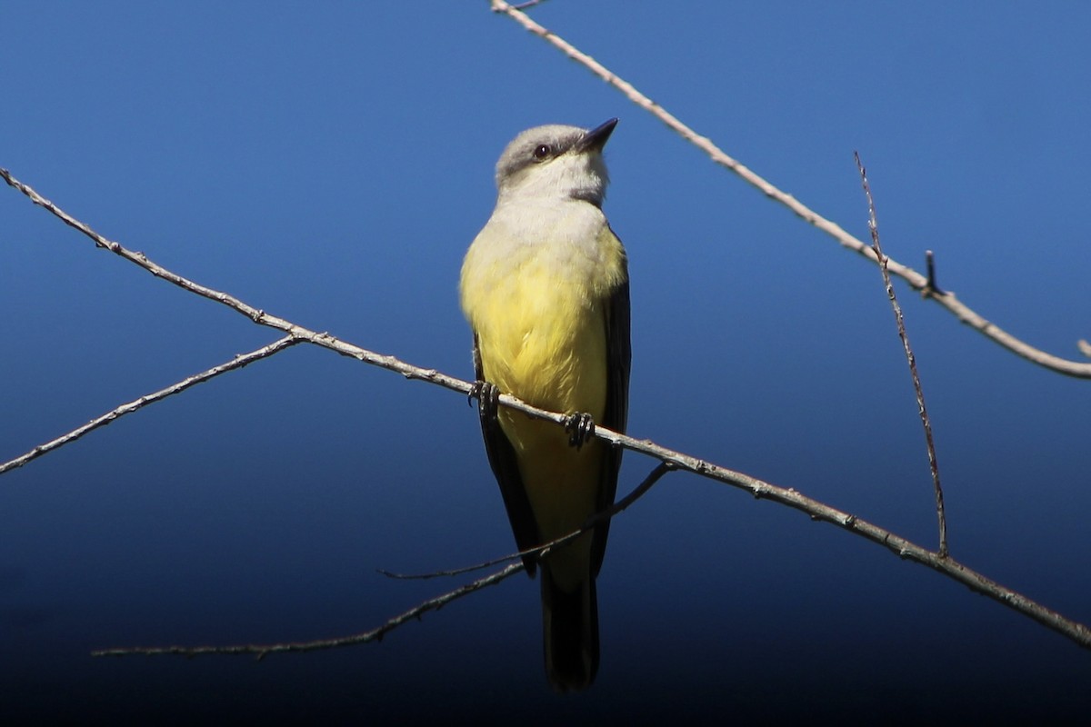 Western Kingbird - ML647236860