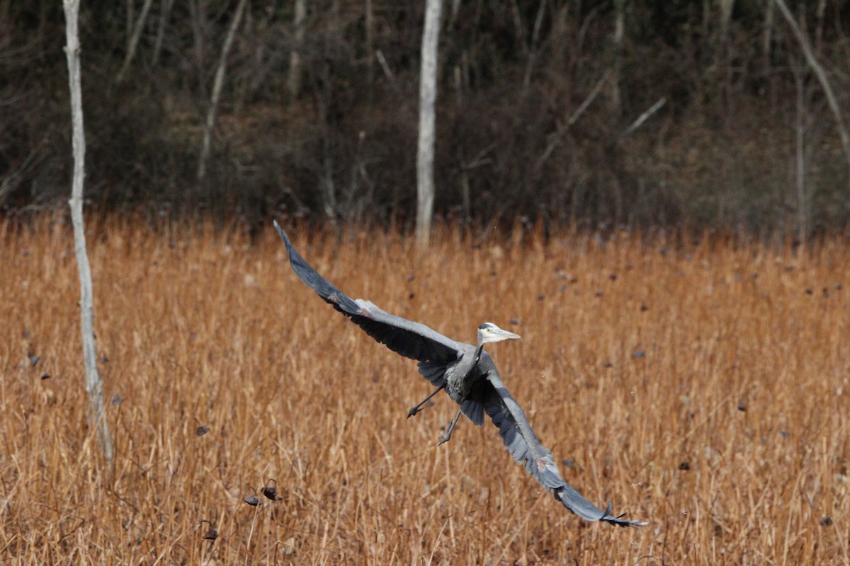 Чапля північна - ML647236862
