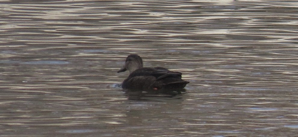 Крижень американський - ML647236863