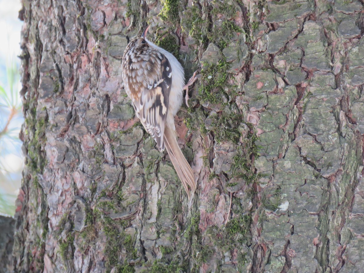 Підкоришник американський - ML647236869