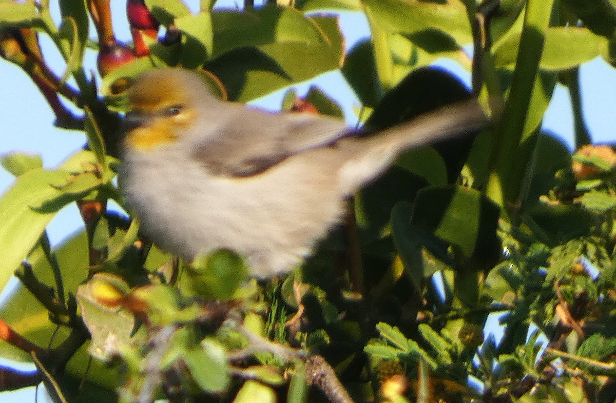 Ремез американський - ML647236870