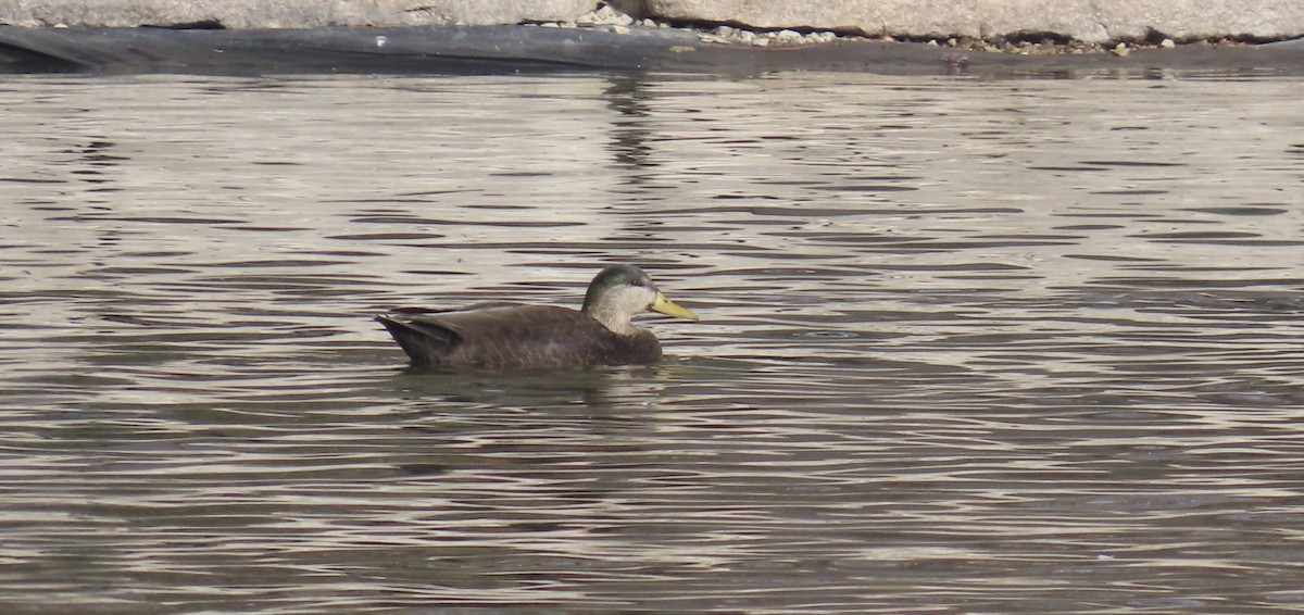 Крижень звичайний х американський - ML647236871