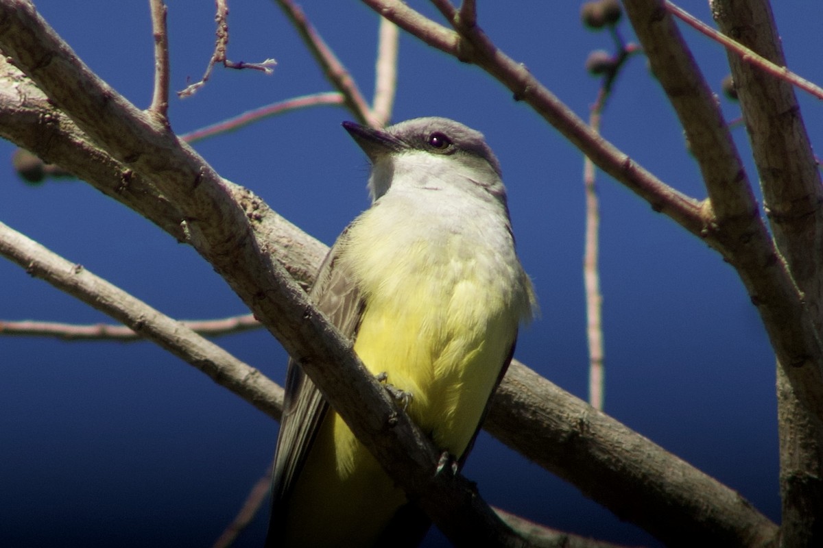 Western Kingbird - ML647236875