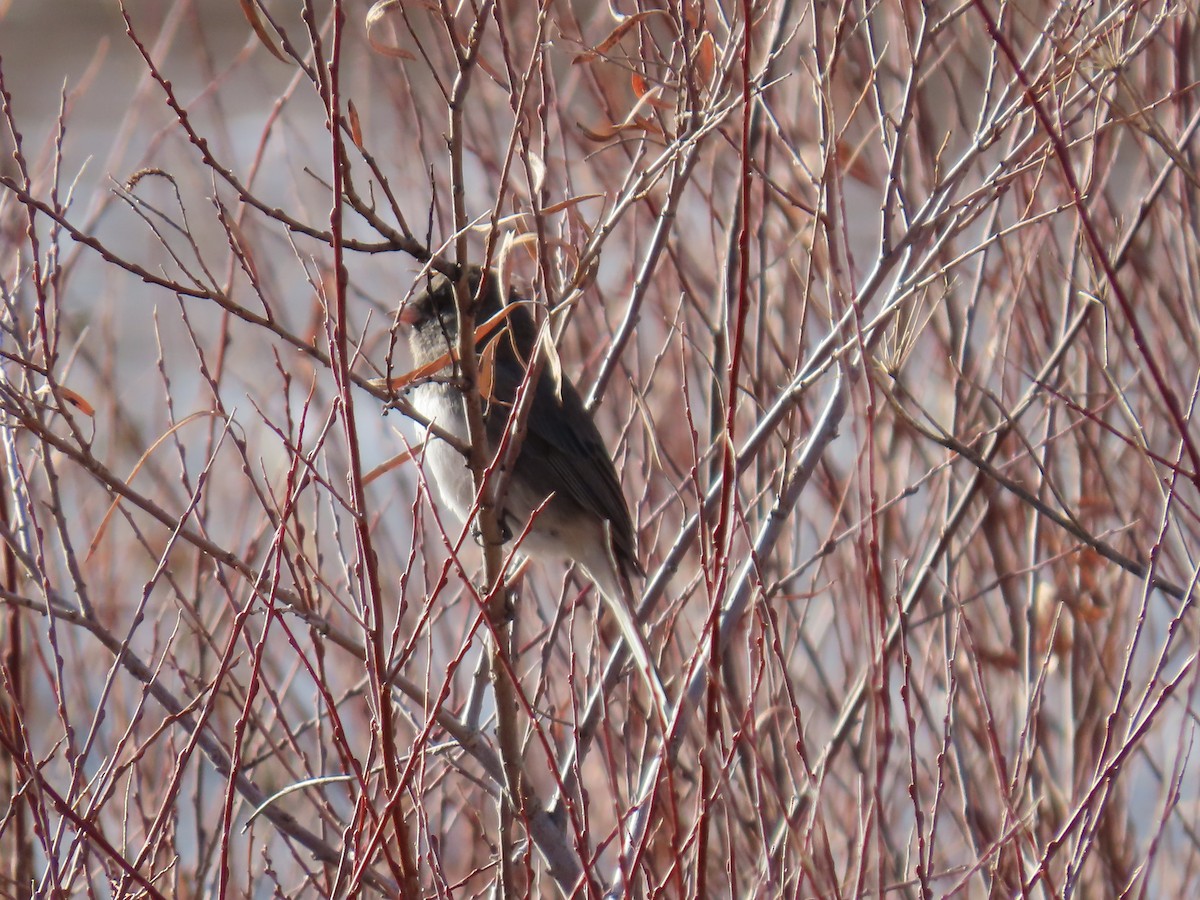 Dark-eyed Junco - ML647236884