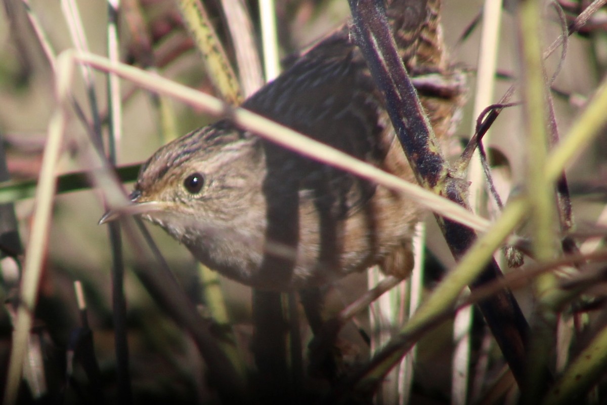 Sedge Wren - ML647236899