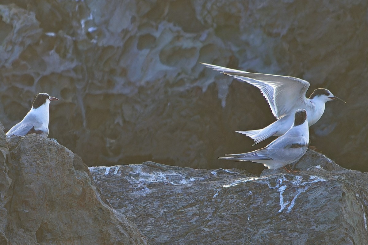 Txenada arrunta - ML647236904