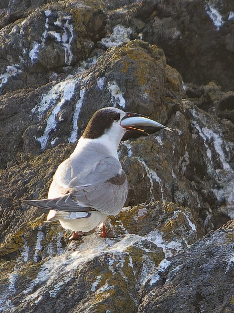 Txenada arrunta - ML647236905