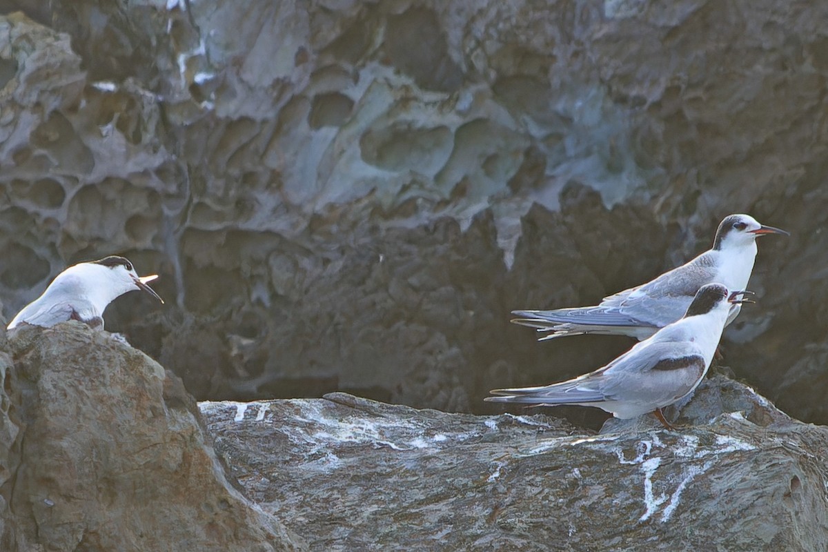 Txenada arrunta - ML647236907