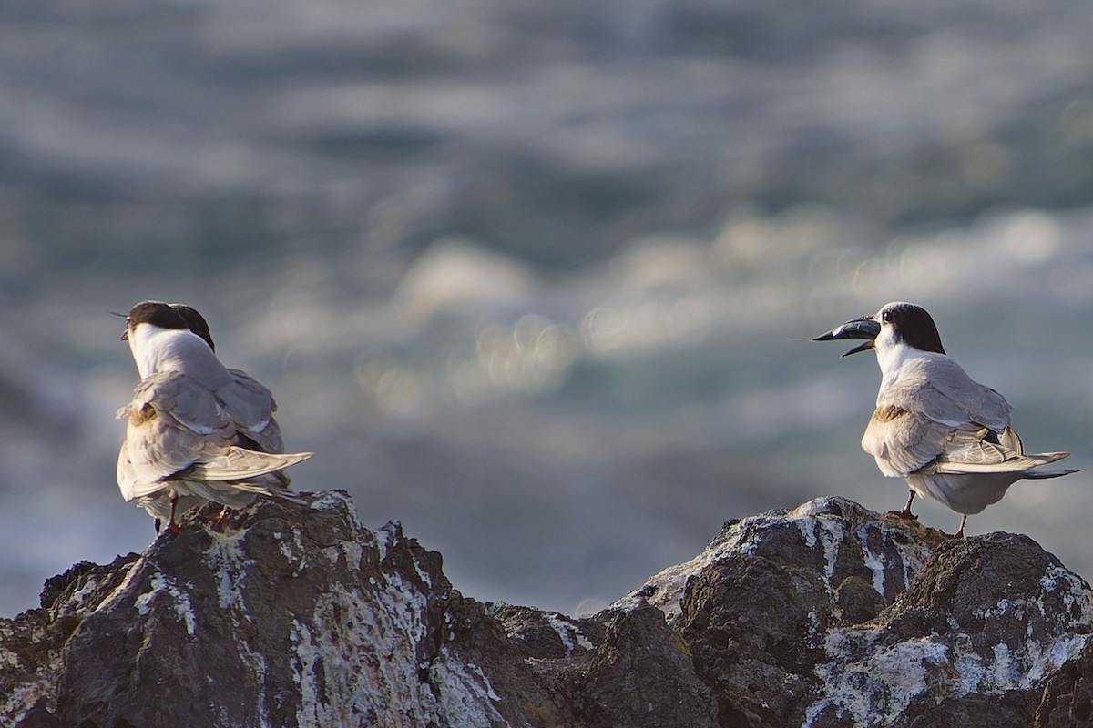 Txenada arrunta - ML647236909