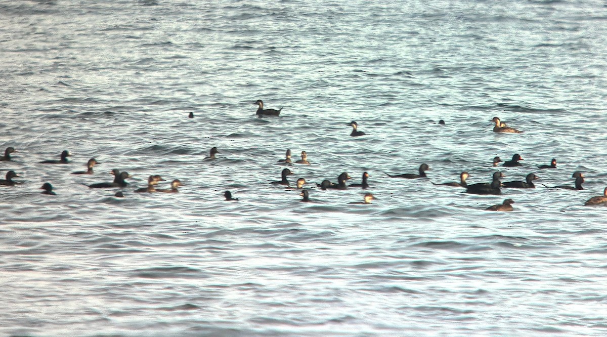 Common Scoter - ML647236910