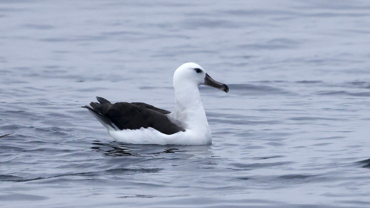 Black-browed Albatross - ML647236913