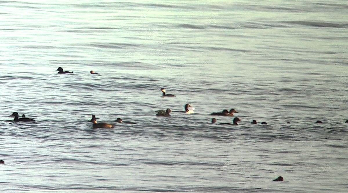 Horned Grebe - ML647236916