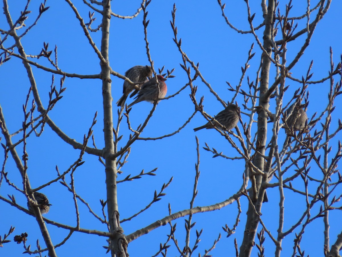 House Finch - ML647236927