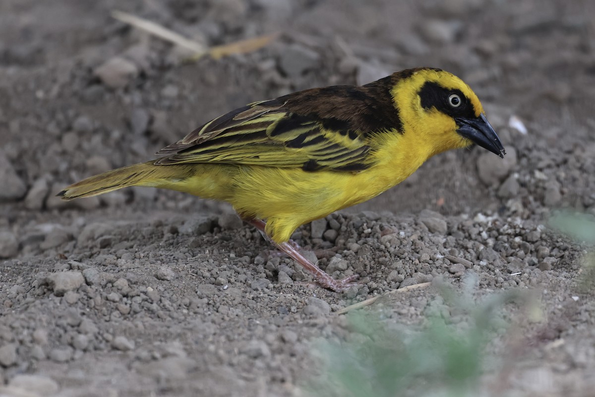 Tejedor Baglafecht - ML647236958