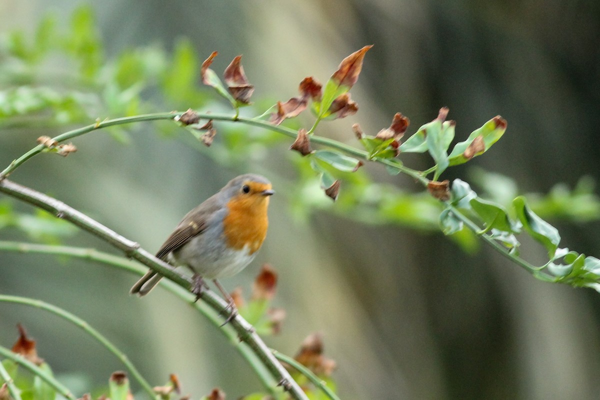 European Robin - ML647237006