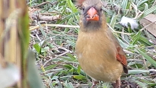 Кардинал червоний - ML647237010