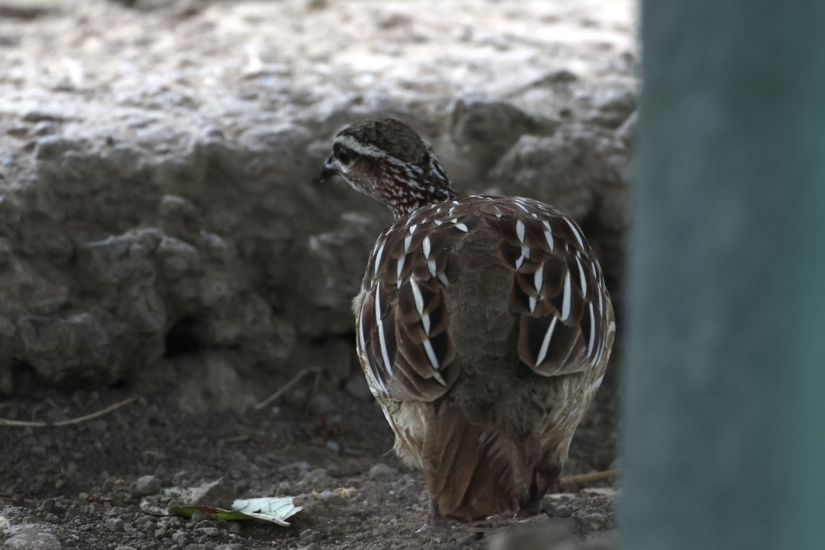 Crested Francolin - ML647237014