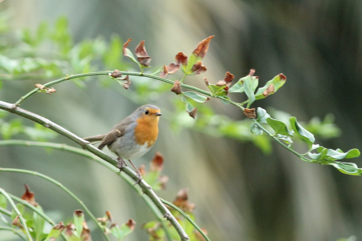 European Robin - ML647237016