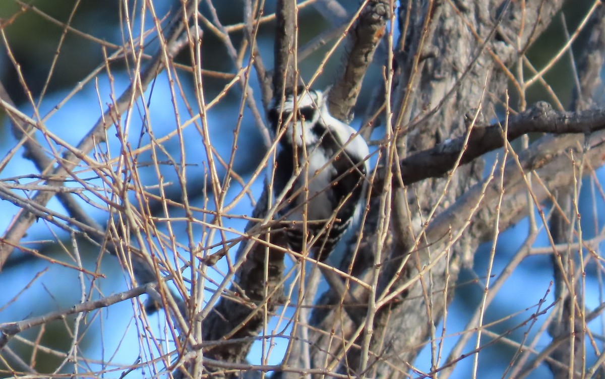 Downy Woodpecker - ML647237022