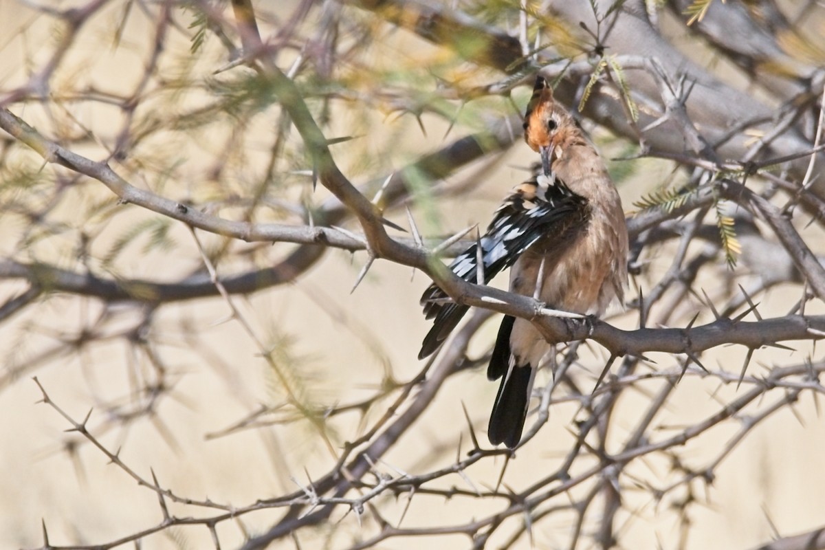 Common Hoopoe (African) - ML647237023