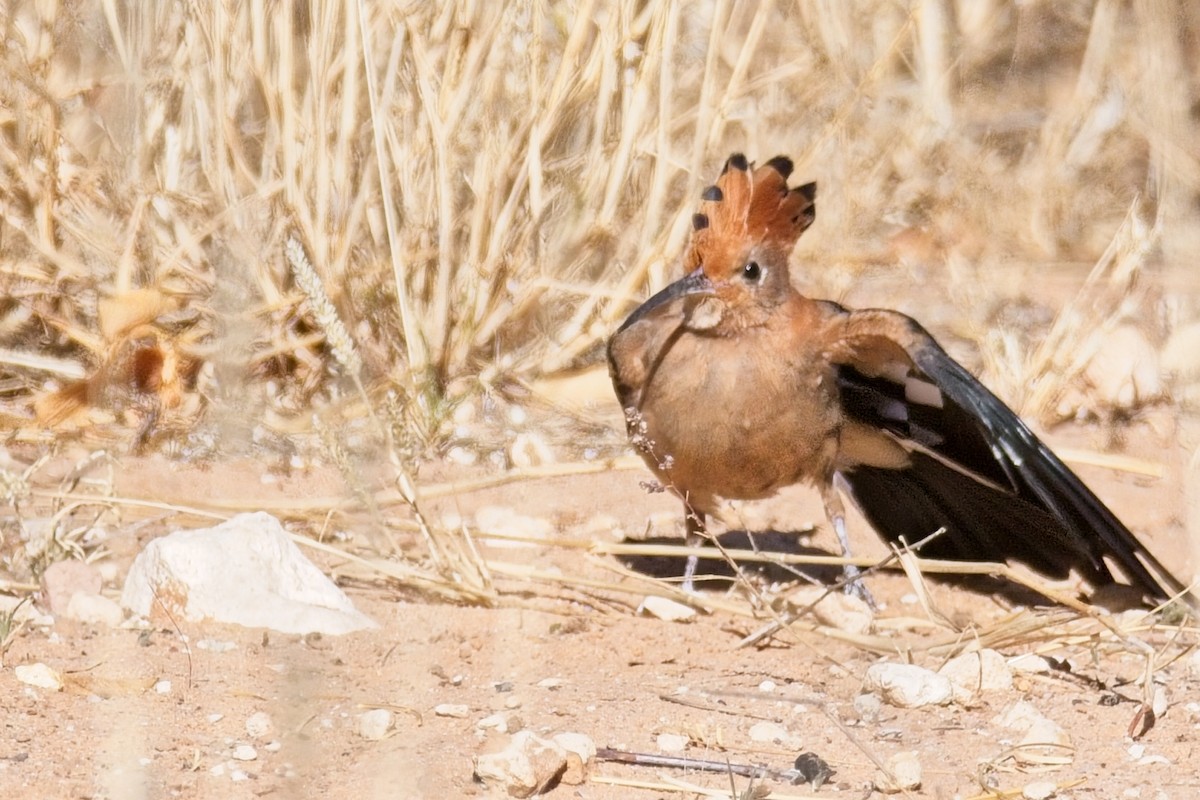 Common Hoopoe (African) - ML647237024